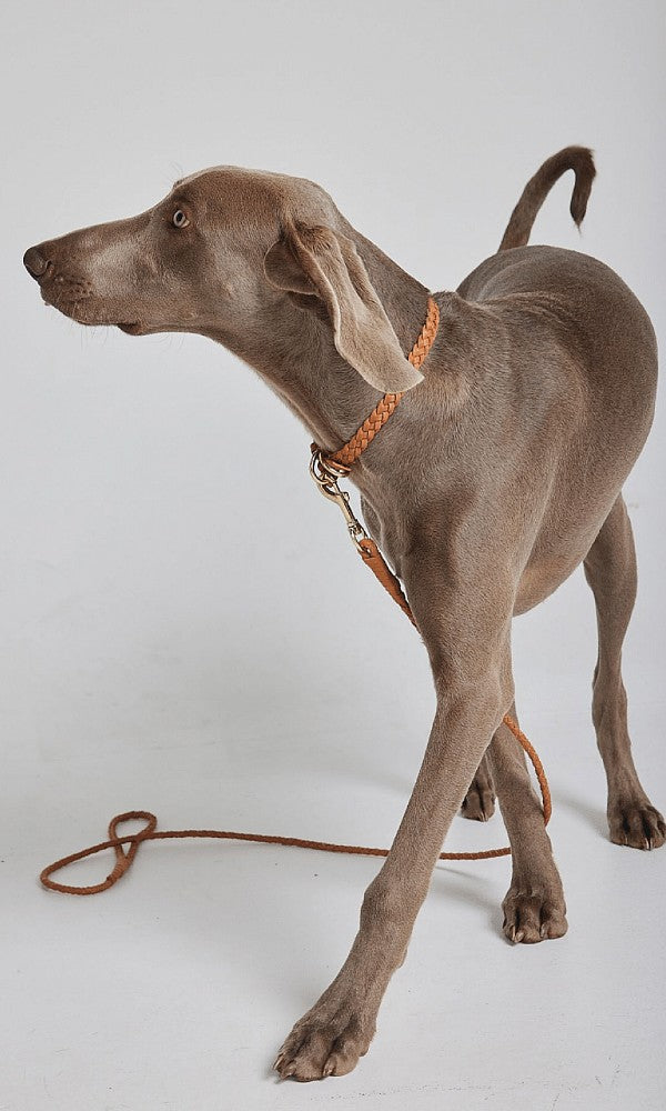 COLLAR- Leather Plaited
