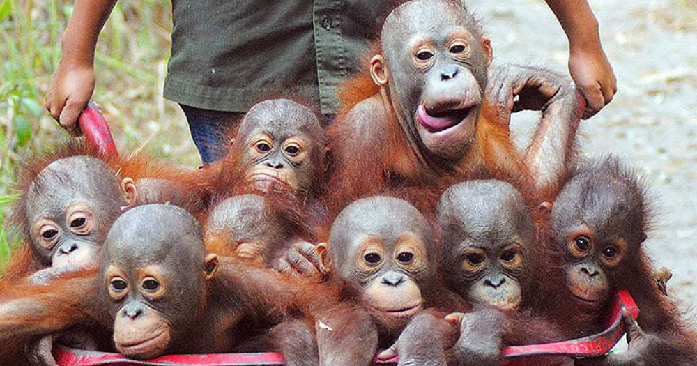 Borneo, Monti & the Orang-utan Project