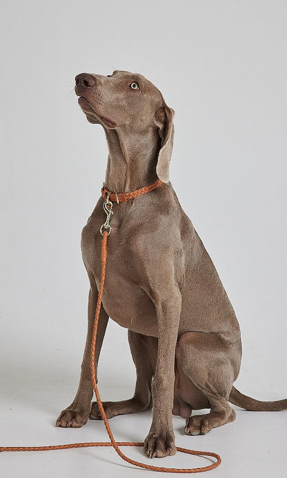 COLLAR- Leather Plaited
